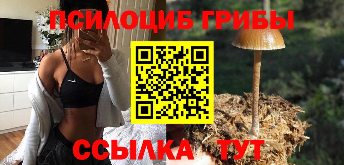 Псилоцибиновые грибы Psilocybe Чистополь